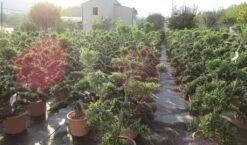 Japanse Hulst Als Bonsai (Ilex Crenata 'Kinme') -Directplant Winkel ilex crenata kimne bonsai lv20