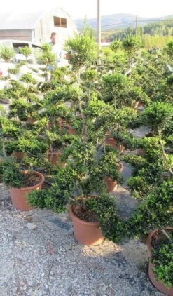 Japanse Hulst Als Bonsai (Ilex Crenata 'Kinme') -Directplant Winkel ilex crenata kimne bonsai lv20 3