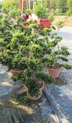 Japanse Hulst Als Bonsai (Ilex Crenata 'Kinme') -Directplant Winkel ilex crenata kimne bonsai lv20 4 1