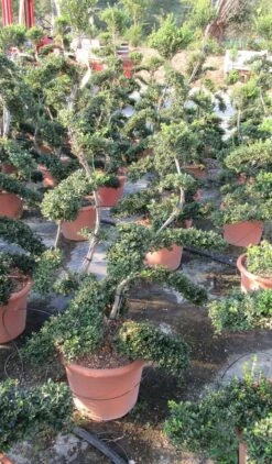 Japanse Hulst Als Bonsai (Ilex Crenata 'Kinme') -Directplant Winkel ilex crenata kimne bonsai lv20 5 1 1