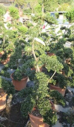 Japanse Hulst Als Bonsai (Ilex Crenata 'Kinme') -Directplant Winkel ilex crenata kimne bonsai lv20 6