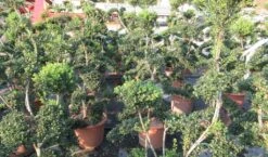 Japanse Hulst Als Bonsai (Ilex Crenata 'Kinme') -Directplant Winkel ilex crenata kimne bonsai lv20 7