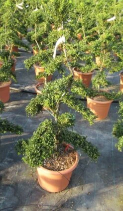 Japanse Hulst Als Bonsai (Ilex Crenata 'Kinme') -Directplant Winkel ilex crenata kimne bonsai lv20 8 1