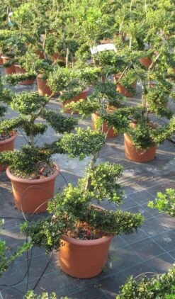 Japanse Hulst Als Bonsai (Ilex Crenata 'Kinme') -Directplant Winkel ilex crenata kimne bonsai lv20 9 1