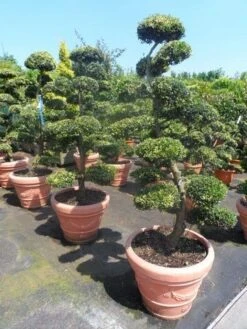 Japanse Hulst Als Bonsai (Ilex Crenata) -Directplant Winkel ilex crenata kinmei bonsai 160 180