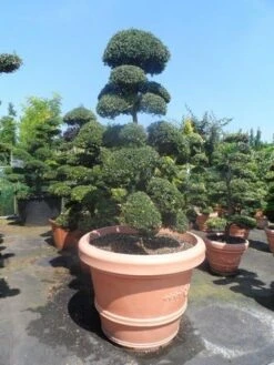 Japanse Hulst Als Bonsai (Ilex Crenata) -Directplant Winkel ilex crenata kinmei bonsai 160 180 extra 2