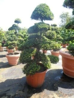 Japanse Hulst Als Bonsai (Ilex Crenata) -Directplant Winkel ilex crenata kinmei bonsai 175 200 extra
