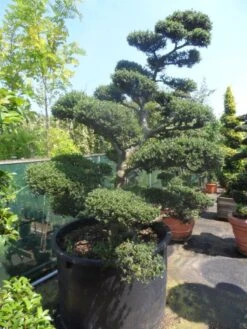 Japanse Hulst Als Bonsai (Ilex Crenata) -Directplant Winkel ilex crenata kinmei bonsai 200 225 c750 1000 3
