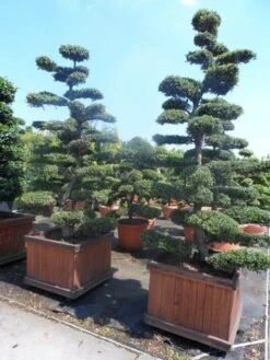 Japanse Hulst Als Bonsai (Ilex Crenata) -Directplant Winkel ilex crenata kinmei bonsai 225 250 1