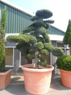 Japanse Hulst Als Bonsai (Ilex Crenata) -Directplant Winkel ilex crenata kinmei bonsai 250 300 solitair extra