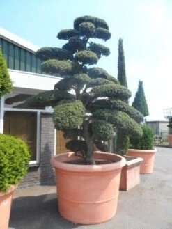 Japanse Hulst Als Bonsai (Ilex Crenata) -Directplant Winkel ilex crenata kinmei bonsai 250 300 solitair extra2 2