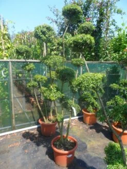 Japanse Hulst Als Bonsai (Ilex Crenata) -Directplant Winkel ilex crenata ponpon 125 150 3