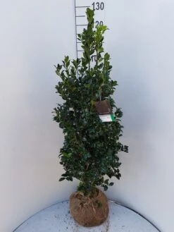Hulst (Ilex Meserveae 'Heckenfee') -Directplant Winkel ilex heckenfee 100 120