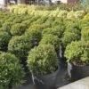 Japanse Hulst (Ilex Crenata 'Kinme') -Directplant Winkel ilex kimne bol 1