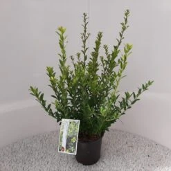 Japanse Hulst (Ilex Maximowicziana 'Kanehirae') -Directplant Winkel ilex maximowicziana kanehirae 1