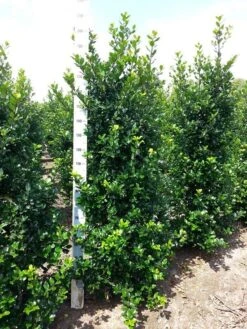 Blauwe Hulst (Ilex Meserveae 'Blue Prince') -Directplant Winkel ilex mes. blue prince 175 200 cm 1