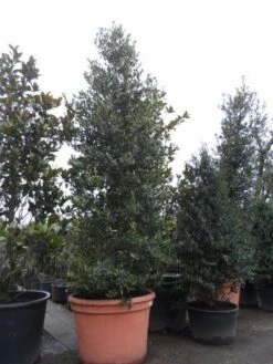 Amerikaanse Hulst (Ilex 'Nellie R Stevens') -Directplant Winkel ilex nellie r. stevens 2