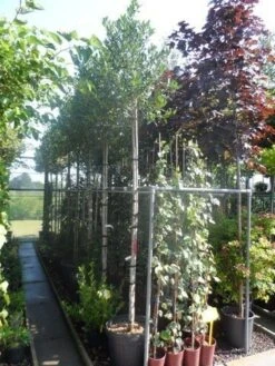 Hulst Als Boom (Ilex 'Nellie R. Stevens') -Directplant Winkel ilex nellie r. stevens 10 12ho cont 1