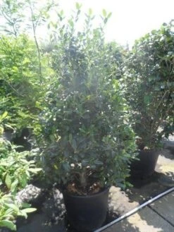 Amerikaanse Hulst (Ilex 'Nellie R Stevens') -Directplant Winkel ilex nellie r. stevens 150 175