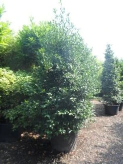 Amerikaanse Hulst (Ilex 'Nellie R Stevens') -Directplant Winkel ilex nellie r. stevens 250 300 c160 2