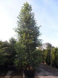 Amerikaanse Hulst (Ilex 'Nellie R Stevens') -Directplant Winkel ilex nellie r. stevens 400 450 cont 1