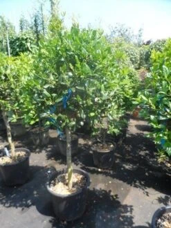 Hulst Als Boom (Ilex 'Nellie R. Stevens') -Directplant Winkel ilex nellie r. stevens 80stam c35 50