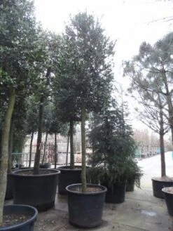 Hulst Als Boom (Ilex 'Nellie R. Stevens') -Directplant Winkel ilex nellie stevens