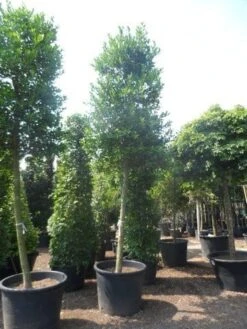 Hulst Als Boom (Ilex 'Nellie R. Stevens') -Directplant Winkel ilex nellie stevens 25 30ho c350 1