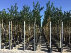 Hulst Als Boom (Ilex 'Nellie R. Stevens') -Directplant Winkel ilex nellie stevens 6 8