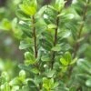 Japanse Hulst (Ilex Crenata 'Caroline Upright') -Directplant Winkel ilexcrenata carolineuprightv01 2