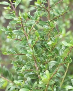 Japanse Hulst Als Bolvorm (Ilex Crenata 'Stokes') -Directplant Winkel ilexcrenatastokes01