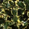 Hulst (Ilex Aquifolium 'Madame Briot') -Directplant Winkel ilexmadamebriotv01