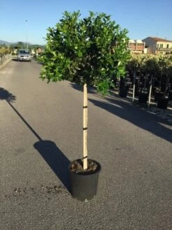 Hulst Op Stam (Ilex 'Nellie R Stevens')