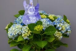Hortensia Blue Ballad (Hydrangea 'Music Collection') 9 Hortensia Blue Ballad (Hydrangea 'Music Collection') -Directplant Winkel img 1362 1