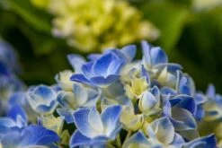 Hortensia Blue Ballad (Hydrangea 'Music Collection') 10 Hortensia Blue Ballad (Hydrangea 'Music Collection') -Directplant Winkel img 1365 1
