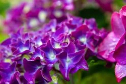Hortensia Paars (Hydrangea 'Forever&Ever') -Directplant Winkel img 1426 1