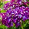 Hortensia Paars (Hydrangea 'Forever&Ever') -Directplant Winkel img 1427 1