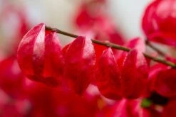 Kardinaalshoed (Euonymus Alatus 'Compactus') -Directplant Winkel img 1486 1