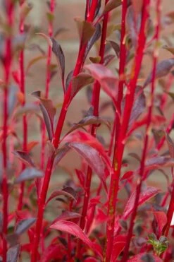 Pronkklokje (Enkianthus Campanulatus) -Directplant Winkel img 1496 2