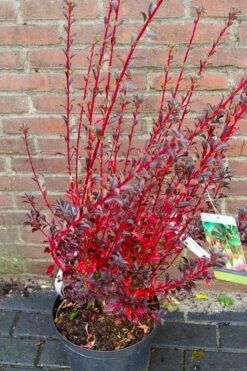 Pronkklokje (Enkianthus Campanulatus) -Directplant Winkel img 1497