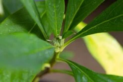 Papierstruik (Edgeworthia Chrysantha) -Directplant Winkel img 1531