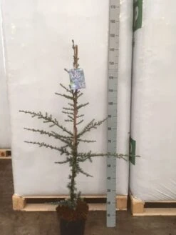 Atlasceder (Cedrus Libani 'Glauca') -Directplant Winkel img 1752 002 1