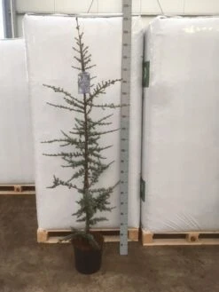 Atlasceder (Cedrus Libani 'Glauca') 20 Atlasceder (Cedrus Libani 'Glauca') -Directplant Winkel img 1753