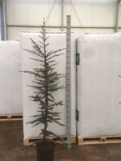 Atlasceder (Cedrus Libani 'Glauca') 18 Atlasceder (Cedrus Libani 'Glauca') -Directplant Winkel img 1754