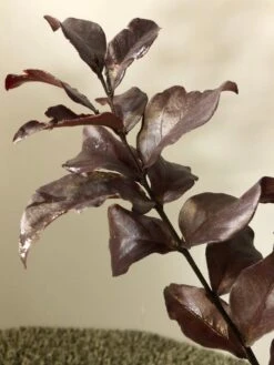 Lagerstroemia (Lagerstroemia Indica 'Rhapsody In Pink') 6 Lagerstroemia (Lagerstroemia Indica 'Rhapsody In Pink') -Directplant Winkel img 2473 1