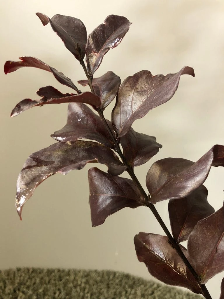 Lagerstroemia (Lagerstroemia Indica 'Rhapsody In Pink') 4 Lagerstroemia (Lagerstroemia Indica 'Rhapsody In Pink') - Afbeelding 2