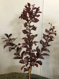 Lagerstroemia Als Halfstam (Lagerstroemia Indica 'Rhapsody In Pink') 7 Lagerstroemia Als Halfstam (Lagerstroemia Indica 'Rhapsody In Pink') -Directplant Winkel img 2474 1 1