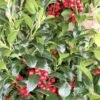 Hulst (Ilex Meserveae 'Heckenfee') -Directplant Winkel img 2647 1 1
