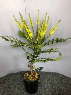 Mahoniestruik (Mahonia Media 'Winter Sun') 13 Mahoniestruik (Mahonia Media 'Winter Sun') -Directplant Winkel img 2655 1 2