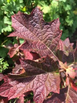Eikenbladhortensia (Hydrangea Quercifolia 'Ruby Slippers') -Directplant Winkel img 2989 1